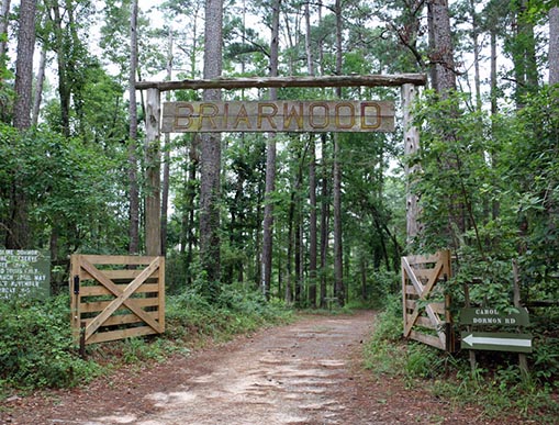 Vibrant Hair Color in Highland Park by Expert Colorist